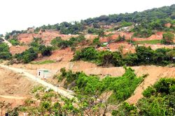 Bảo tồn đa dạng sinh học bán đảo Sơn Trà - hướng đến sự phát triển bền vững
