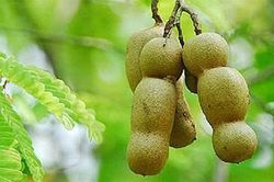 Lợi ích ít biết từ quả me