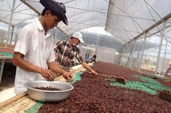 HTX Thành Đạt (Đăk Lăk): Sức bật kinh tế từ cây ca cao
