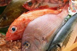 Cách chọn cá biển đông lạnh tươi ngon, không hóa chất