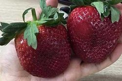 Dây tây Úc quả đỏ mọng giá trên nửa triệu/kg 'hớp hồn' nhà giàu Việt