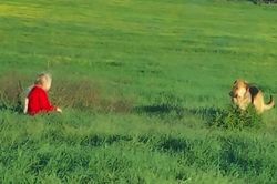 Chú chó mất niềm tin vào con người và... chuyện cổ tích ngoài đời thực