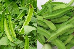 Cách trồng đậu rồng đơn giản trong thùng xốp cho quả sai trĩu