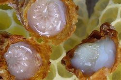Cách dùng sữa ong chúa làm đẹp da không hề khó như bạn tưởng!