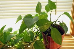 Muốn đắc tài, sai lộc nhất định phải thuộc lòng quy tắc trồng cây theo mệnh dưới đây