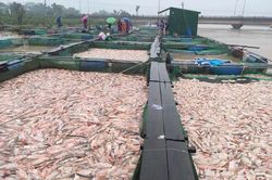 Người dân khóc ròng nhìn hàng trăm tấn cá lồng chết trắng