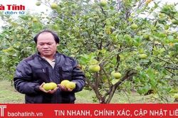 Dân 'khóc ròng' vì trồng phải cam 'dại'!