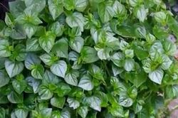 Công dụng ít biết của rau càng cua