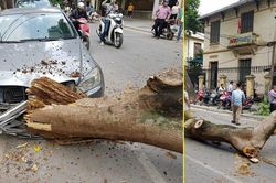 Cây xanh đổ trúng đầu ô tô, nữ tài xế thoát nạn trong gang tấc