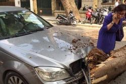 Hà Nội: Cây cổ thụ đổ trúng xế hộp Mecerdes, nữ tài xế thoát chết trong gang tấc