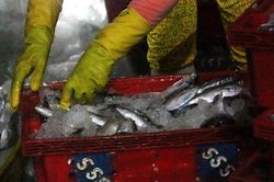 Ngư dân chạy đua đưa hải sản về bờ trước khi bão số 14 đổ bộ