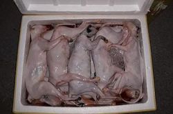 Phát hiện hơn 1 tấn thực phẩm đông lạnh trên xe khách