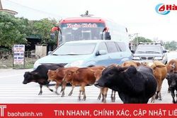 Sau đợt cao điểm, trâu bò vẫn 'tung tăng' trên quốc lộ!