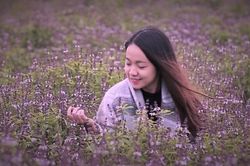Thực hư cánh đồng hoa Lavender thu hút giới trẻ đến check-in