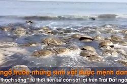 Bất ngờ trước 7 sinh vật mệnh danh là 'hóa thạch sống'