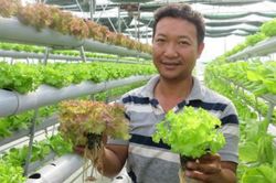Những kỹ sư thu tiền tỷ từ trồng rau thủy canh