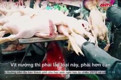 Rùng rợn loại vịt cỏ thịt sẵn '3 con chỉ 100 nghìn đồng' không rõ nguồn gốc từ đâu?