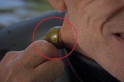 Rùng rợn clip lấy thân mình làm mồi cho thủy quái 'ma cà rồng' hút máu