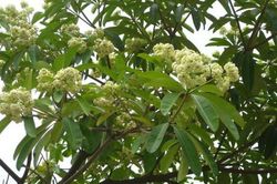 Khám phá thú vị về cây hoa sữa có thể bạn chưa biết