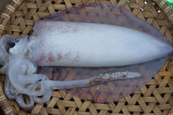Những điều thú vị về loài mực lá