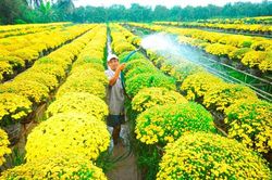 Sa Đéc cung ứng khoảng 2 triệu giỏ hoa tết