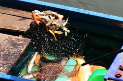 Chích điện cá phóng sinh mang tới cổng chùa bán quay vòng