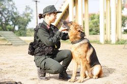 Chuyện chưa kể về những chiến binh bốn chân tham gia đánh án