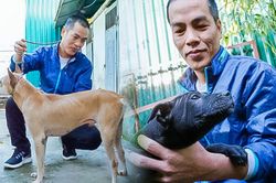 Người 30 năm nuôi chó Phú Quốc: 'Tôi từng khóc, đóng cửa giao dịch 7 ngày để tưởng nhớ con thủ lĩnh'