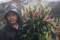 Người dân Tây Tựu khóc ròng, phải cắm cả sổ đỏ vì hoa ly bung nở đầy ruộng sau Tết
