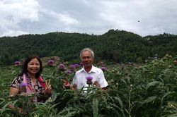 'Sống ảo' và 'sống khỏe' ở vườn dược liệu quý giữa núi rừng Sapa