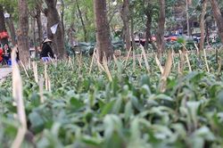 Bảo vệ hoa quanh hồ Giảng Võ, Hà Nội cắm chông tre nhọn hoắt như mũi tên khiến người dân phản ứng