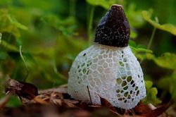 Kỳ lạ loài nấm 'che mặt' như mỹ nhân, quý hiếm nhất Việt Nam