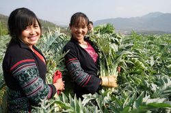 Trồng cây thuốc quý: Cả làng đổi đời, mua két cất tiền