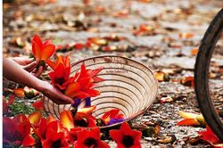 Ghé thăm mùa hoa gạo đỏ rực một góc trời