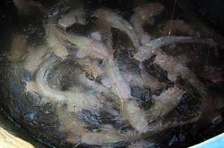 Những đàn cá trê hồng 'hốt' bạc triệu của nông dân Việt