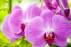 Hồi hộp chờ những mầm non như món quà bất ngờ