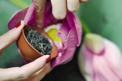 Người Hà Nội với thú ướp trà sen tươi Tây Hồ