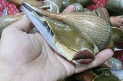 Khám phá về loài ốc muỗng hiếm hoi, có ở Việt Nam