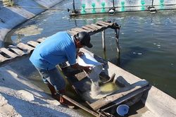 7 kinh nghiệm xử lý ao nuôi thủy sản sau mưa lũ