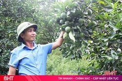 Vợ chồng trẻ thu trên 1 tỷ đồng/năm từ trang trại cây ăn quả, vườn ươm