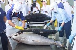 Xuất khẩu cá ngừ tăng tốc trở lại