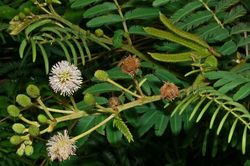 Điều ít biết về trinh nữ đầm lầy, gây hại lớn nhất ở VN