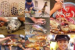 Loạt ảnh cực sốc về thịt chó Việt khiến Tây 'rụng rời'