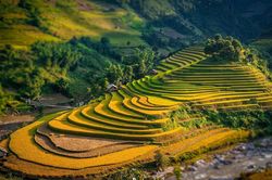 Chiêm ngưỡng vẻ đẹp Việt Nam mùa lúa chín