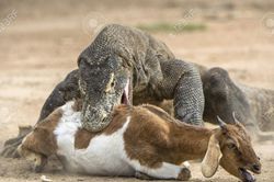 Rồng Komodo tranh nhau xé xác dê đầy kịch tính