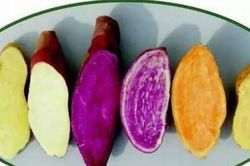 Những 'cấm kỵ' khi ăn khoai lang ai cũng nên biết