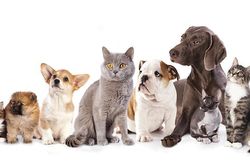 Bí ẩn khả năng nhìn thấy 'hồn ma' của động vật