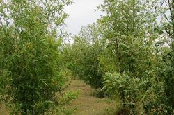 Khám phá thú vị về cây lồ ô, phổ biến ở Việt Nam