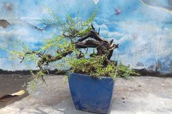 Mê tít loạt bonsai dáng bạt phong siêu độc