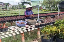 Sa Đéc chuẩn bị hơn 3 triệu giỏ hoa kiểng phục vụ Tết 2019